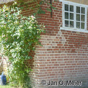 Haubarg Trindamm, Tetenbüll, 1825: Mauerwerkssanierung mit Muschelkalkmörtel 2017. Handwerklicher Erfolg: vorhandene Ziegel werden mit „neuen“ „verwoben“ – „verkaufte Schichten“ nicht mehr zu erkennen.