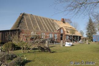 Geesthardenhaus, Struckum. Gut zu sehen, von links: Altreet, Neulattung, Neueindeckung. Der Schweifgiebel sichert den Hauseingang bei Feuer vor glühendem, herabstürzenden Reet. Seltener historischer Befund sind die großen Fenster beiderseitig des Eingangs – Hinweis auf den Kaufladen, der sich noch im 20. Jahrhundert im linken Gebäudeteil befand