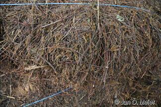Heidekraut für die Firsteindeckung. Früher aus einem benachbarten Stück Geest, heute (Naturschutzgebiet!) aus einem Anbau in der Lüneburger Heide